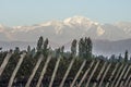 Early morning in the vineyardsin Maipu, Mendoza Royalty Free Stock Photo