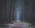 Early morning walk on forest path darkness ahead Royalty Free Stock Photo