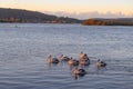 Pelicans on the bay