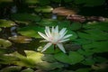 Early morning of white water lily or lotus flower Marliacea Rosea. Nymphaea rises above its dark green leaves Royalty Free Stock Photo