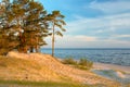 Early morning on the wild beach with clear sky and growing pines. Baltic sea coast. Latvia. Royalty Free Stock Photo