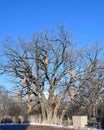 Holiday Monkeys in a Dormant Tree