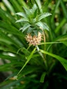Early Pineapple Growth Stage Royalty Free Stock Photo