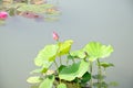 In early puberty red lotus Royalty Free Stock Photo