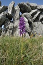 Early Purple Orchid Royalty Free Stock Photo