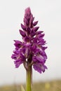 Early Purple Orchid Royalty Free Stock Photo