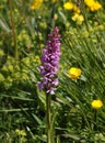 Early Purple Orchid Royalty Free Stock Photo