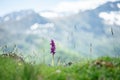 Early purple orchid, flower in the pyrenes mountain Royalty Free Stock Photo