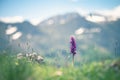 Purple wild flower in the mountain Royalty Free Stock Photo