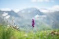 Early purple orchid, flower in the pyrenes mountain Royalty Free Stock Photo