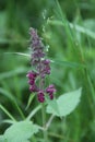 Early purple orchid Royalty Free Stock Photo