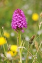 Early purple orchid orchid (Orchis mascula) Royalty Free Stock Photo