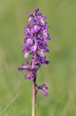 Early Purple Orchid - Orchis mascula Royalty Free Stock Photo