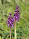 Early Purple Orchid - Orchis mascula Royalty Free Stock Photo