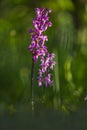Early-Purple Orchid; Orchis mascula Royalty Free Stock Photo