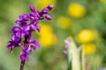 Early purple orchid orchis mascula Royalty Free Stock Photo