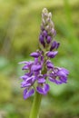 Early Purple Orchid