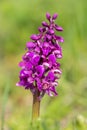 Early purple orchid orchis mascula flower Royalty Free Stock Photo