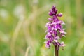 Early purple orchid orchis mascula flower Royalty Free Stock Photo