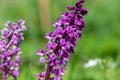 Early purple orchid (orchis mascula) flower Royalty Free Stock Photo