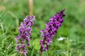 Early purple orchid (orchis mascula) flower Royalty Free Stock Photo