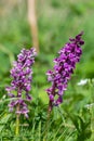 Early purple orchid (orchis mascula) flower Royalty Free Stock Photo