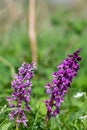 Early purple orchid (orchis mascula) flower Royalty Free Stock Photo