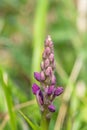 Early purple orchid orchis mascula flower Royalty Free Stock Photo