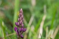 Early purple orchid orchis mascula flower Royalty Free Stock Photo