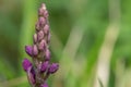 Early purple orchid orchis mascula flower Royalty Free Stock Photo