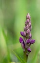 Early purple orchid orchis mascula flower Royalty Free Stock Photo