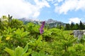 Early-purple orchid (Orchis mascula) flower Royalty Free Stock Photo