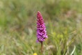 Early-purple orchid Orchis mascula Royalty Free Stock Photo