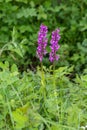 Early purple orchid (orchis mascula) flowers Royalty Free Stock Photo