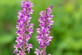 Early purple orchid (orchis mascula) flowers Royalty Free Stock Photo