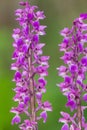 Early purple orchid (orchis mascula) flowers Royalty Free Stock Photo