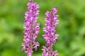 Early purple orchid (orchis mascula) flowers Royalty Free Stock Photo