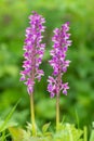 Early purple orchid (orchis mascula) flowers Royalty Free Stock Photo