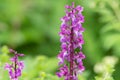 Early purple orchid (orchis mascula) flowers Royalty Free Stock Photo