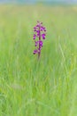 Anacamptis laxiflora wild orchid flowering in meadow in Spring