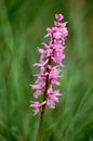 Early-purple orchid (Orchis mascula) Royalty Free Stock Photo