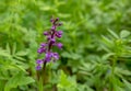 Early Purple Orchid - Orchis mascula in natural habitat