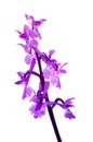 Early Purple Orchid - Orchis mascula Royalty Free Stock Photo