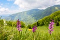 Early-purple orchid on spring mountain meadow Royalty Free Stock Photo