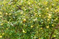 Early ripening apples on huge branches in the orchard