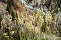 Early Saxifrage Saxifraga virginiensis, Yellowstone National Park Royalty Free Stock Photo