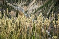 Early Saxifrage Saxifraga virginiensis, Yellowstone National Park Royalty Free Stock Photo