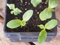 Early seedlings grown from seeds in a box at home on the windowsill. Agriculture. Pumpkin sprouts are ready for planting in the