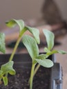 Early seedlings grown from seeds in a box at home on the windowsill. Agriculture. Pumpkin sprouts are ready for planting in the