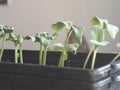 Early seedlings grown from seeds in a box at home on the windowsill. Agriculture. Pumpkin sprouts are ready for planting in the